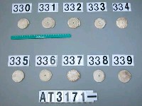 藏品(芋螺貝)的圖片